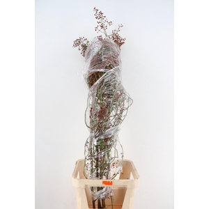 ROSA SPLASH 150CM