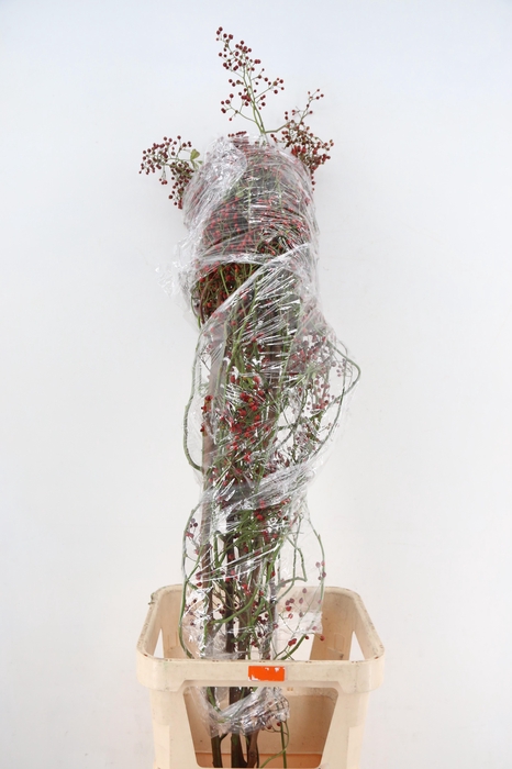 <h4>ROSA SPLASH 150CM</h4>