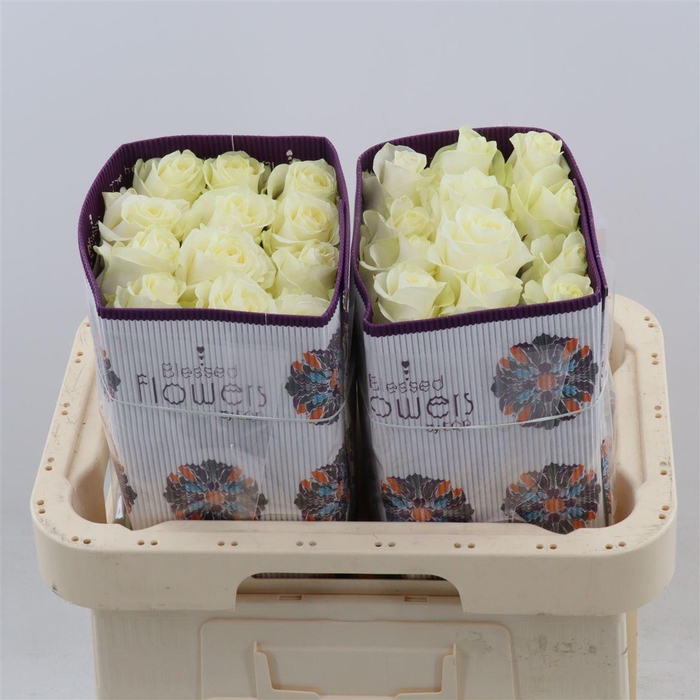 <h4>Rosa gr Polarstar</h4>