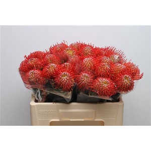 Leuco Ayoba Red