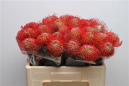 <h4>Leuco Ayoba Red</h4>