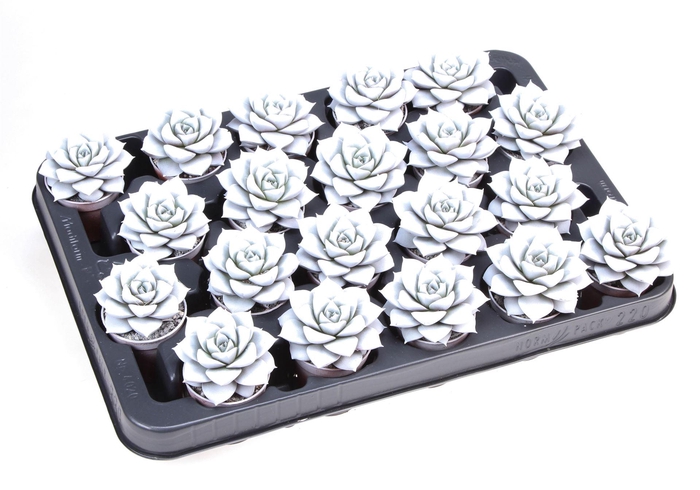 <h4>Echeveria purpusorum</h4>