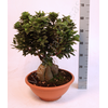 Ficus microcarpa Ginseng