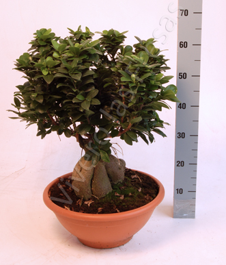 Ficus microcarpa Ginseng