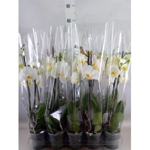 Phalaenopsis   ...