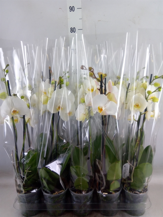 <h4>Phalaenopsis   ...</h4>