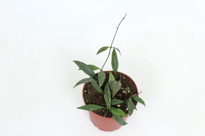 <h4>Hoya Parviflora EPC341 12 cm</h4>