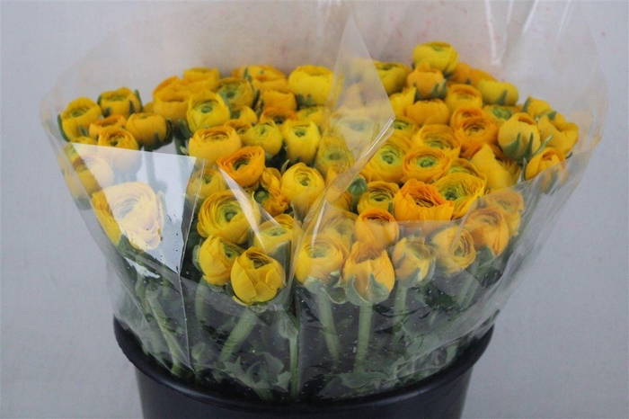 <h4>Ran Elegance Yellow</h4>