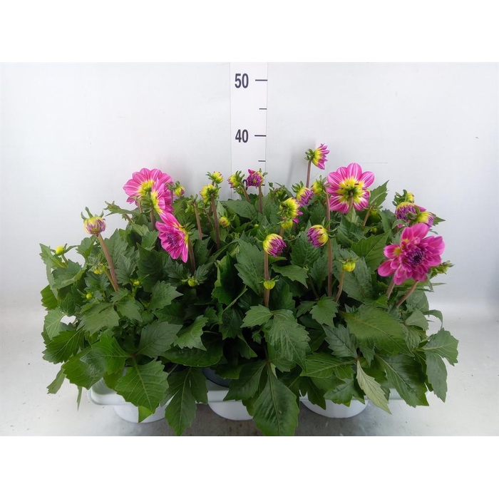 <h4>Dahlia  'Dalina Maxi Bonita'</h4>
