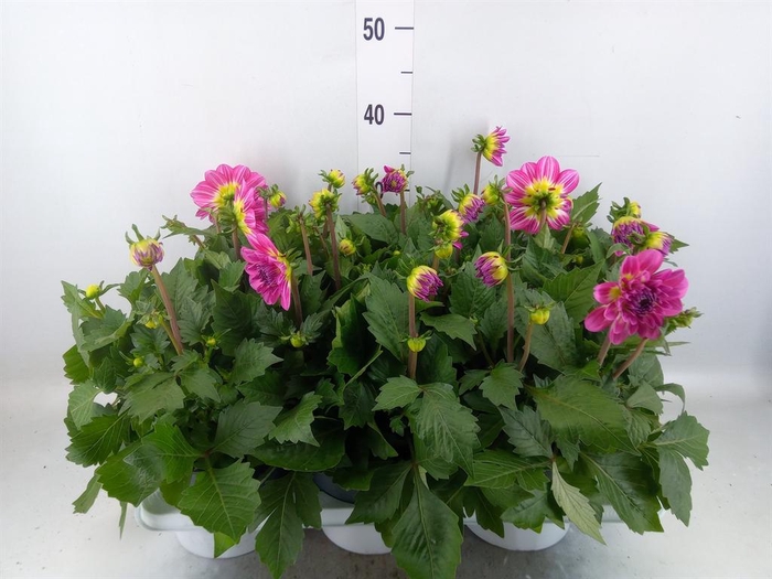 Dahlia  'Dalina Maxi Bonita'