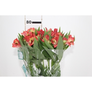 ALSTROEMERIA CORSICA 080 CM