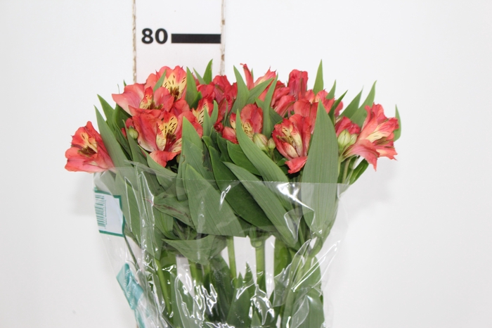 <h4>ALSTROEMERIA CORSICA 080 CM</h4>