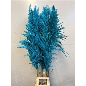 Cortaderia Turqoise