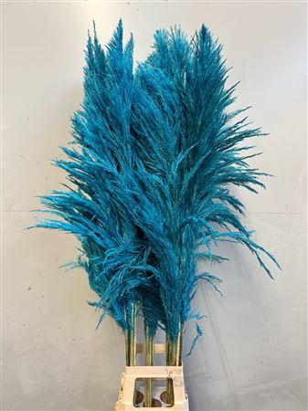 <h4>Cortaderia Turqoise</h4>