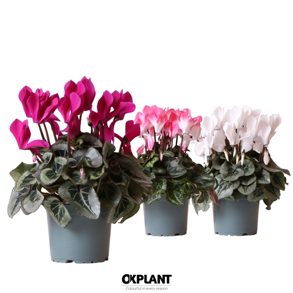 <h4>Cyclamen mix</h4>