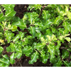 Pittosporum tenuifolium
