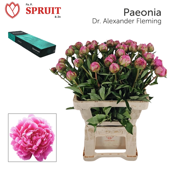 <h4>PAEO L ALEX FLEMING Small box 20</h4>