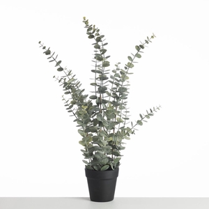 AF Eucalyp Plant in pot L76cm