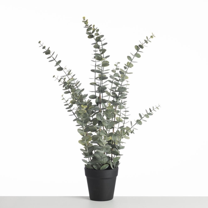 <h4>AF Eucalyp Plant in pot L76cm</h4>