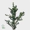 Buxus Groen P.tak