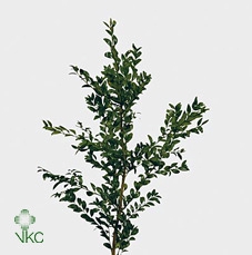Buxus Groen P.tak