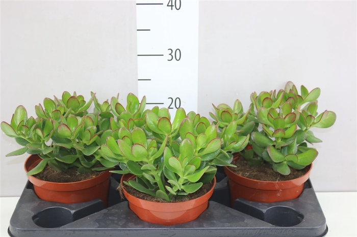 <h4>Crassula Ovata</h4>