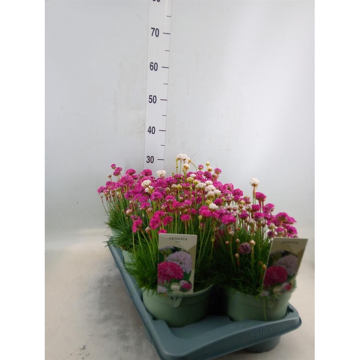 <h4>Armeria maritima</h4>