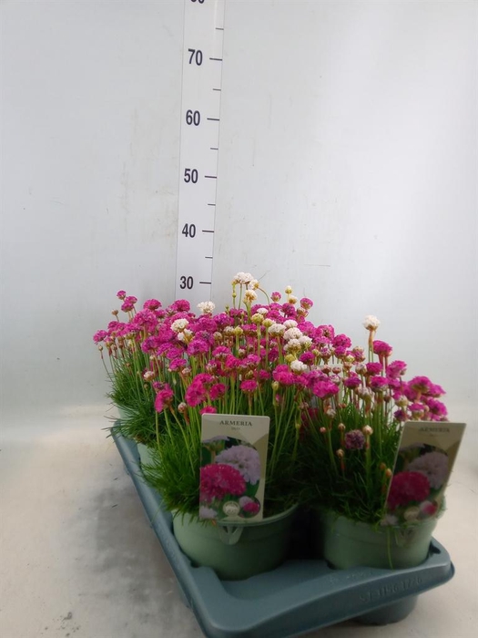 <h4>Armeria maritima</h4>