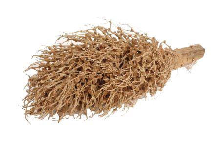 Branch Torch Olympia L50up D18/25