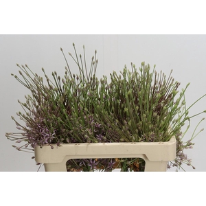 Allium Schubertii