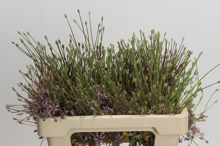 <h4>Allium Schubertii</h4>