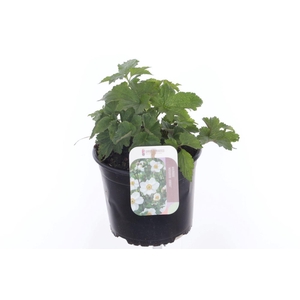 Anemone White