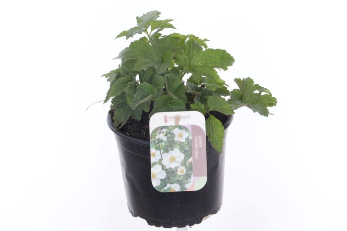 <h4>Anemone White</h4>