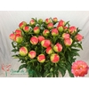 PAEO CORAL SUNSET