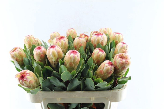 <h4>Protea Grandicolor</h4>