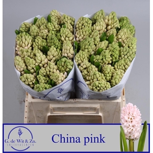 HYAC CHINA PINK