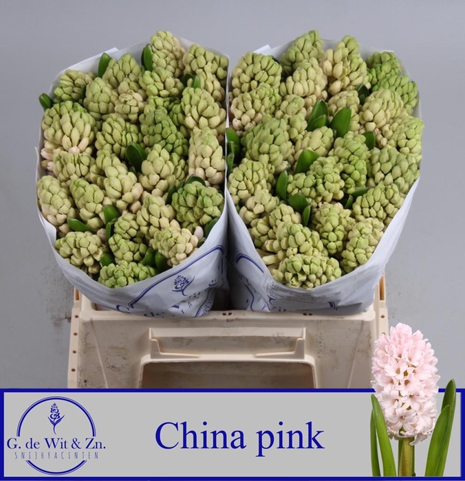 <h4>HYAC CHINA PINK</h4>