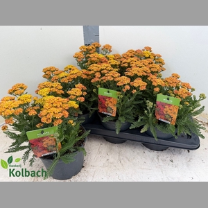ACHI MILLEFOLIUM
