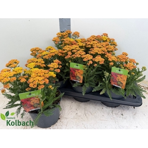 ACHI MILLEFOLIUM