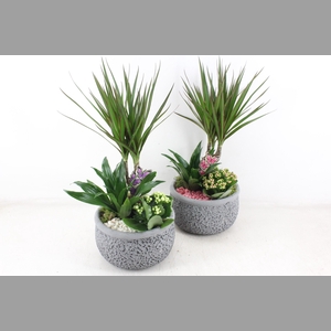 arr2 PL - Ker. barok dracena V2 - roze/wit