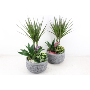 arr2 PL - Ker. barok dracena V2 - roze/wit