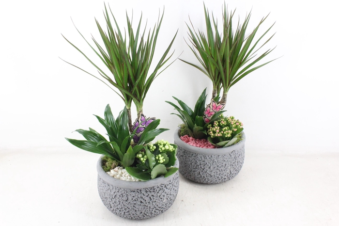 <h4>arr2 PL - Ker. barok dracena V2 - roze/wit</h4>