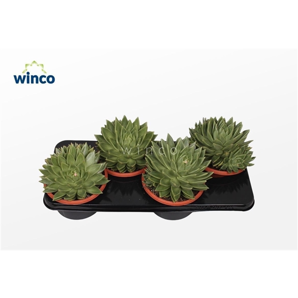 <h4>Echeveria Miranda</h4>