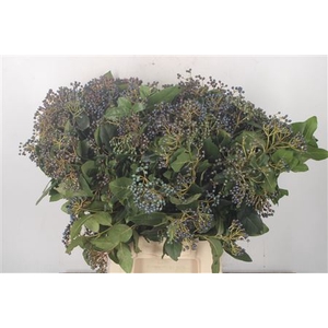 Viburnum Berry Black Per Bunch