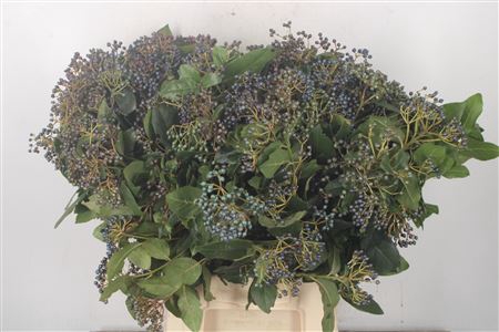 <h4>Viburnum Berry Black Per Bunch</h4>