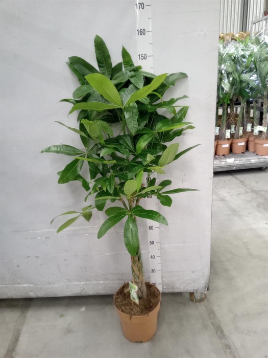 <h4>Pachira aquatica</h4>