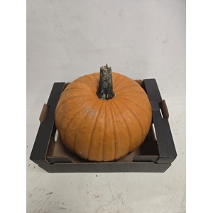 CUCURBITA