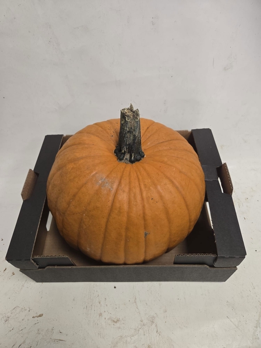 <h4>CUCURBITA</h4>