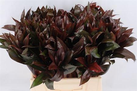 <h4>CORDYLINE PURPLE COM</h4>