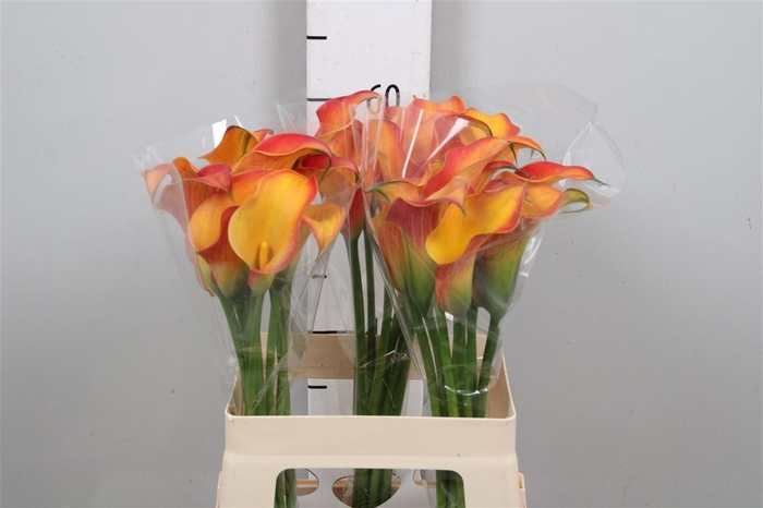 <h4>Zant Morning Sun</h4>